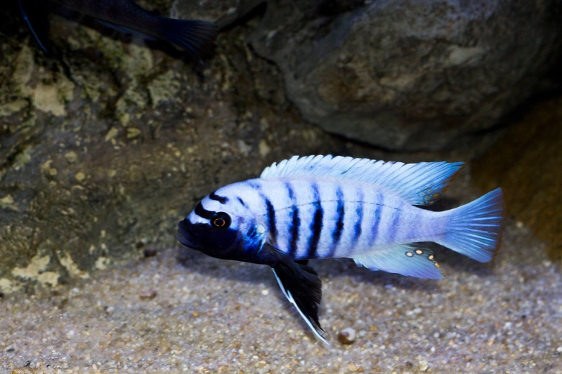 Maylandia zebra 'Mitande Reef (Rocks)'
